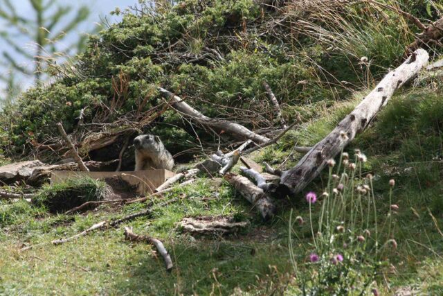 Marmotta - Parco Nazionale del Gran Paradiso